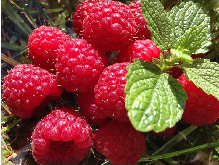 Raspberry Plant